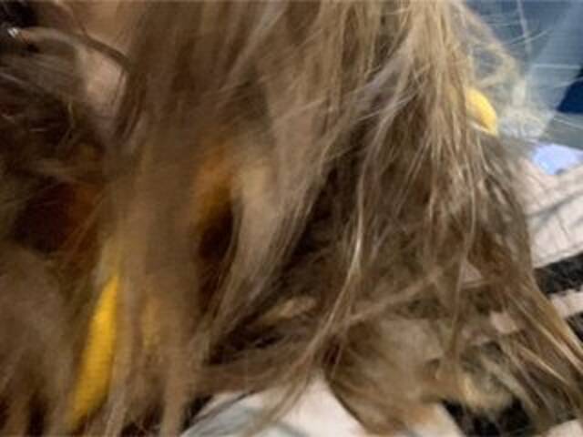 Екранни снимки на излъчване Eliness