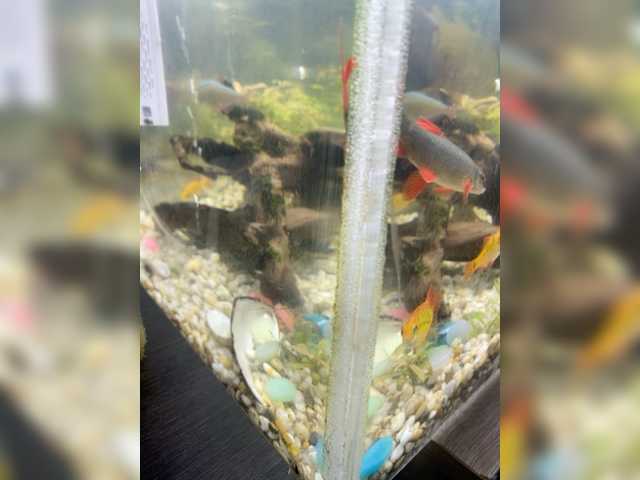 Екранни снимки на излъчване Zhozhoba69